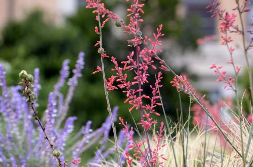 Flowers displayed in image